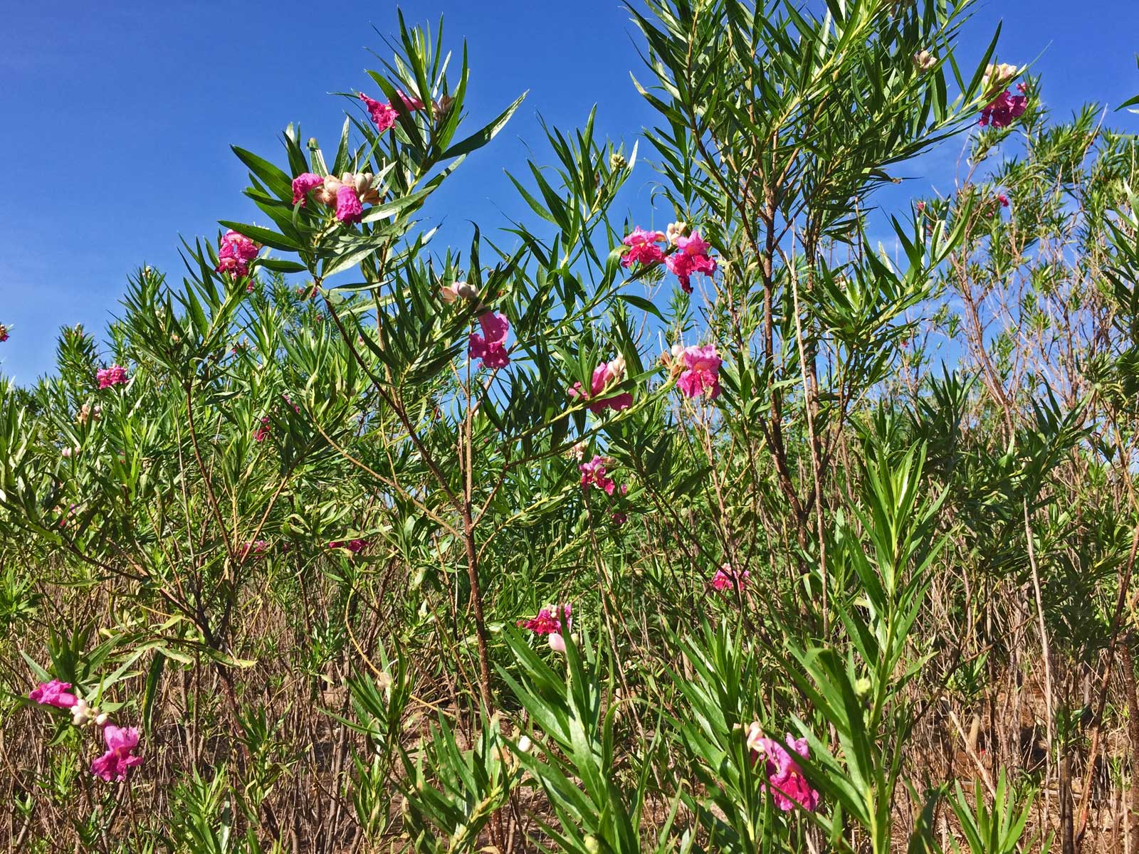 desert willow tree