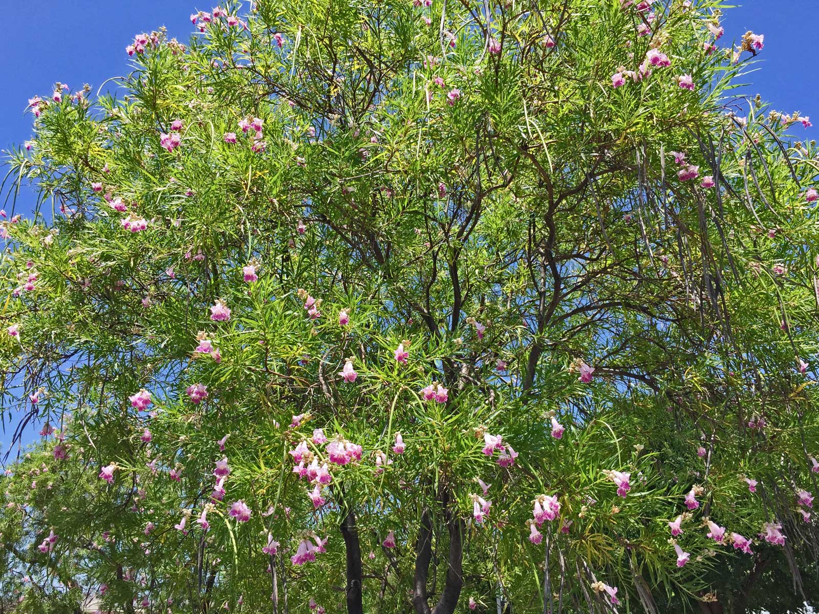 desert willow tree