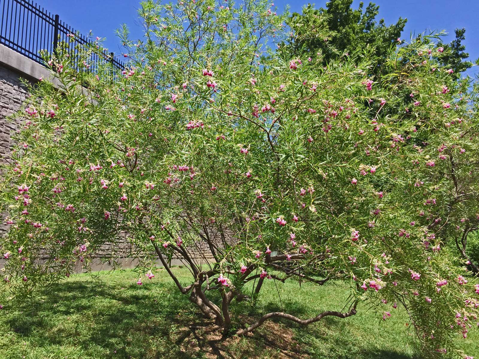 desert willow tree