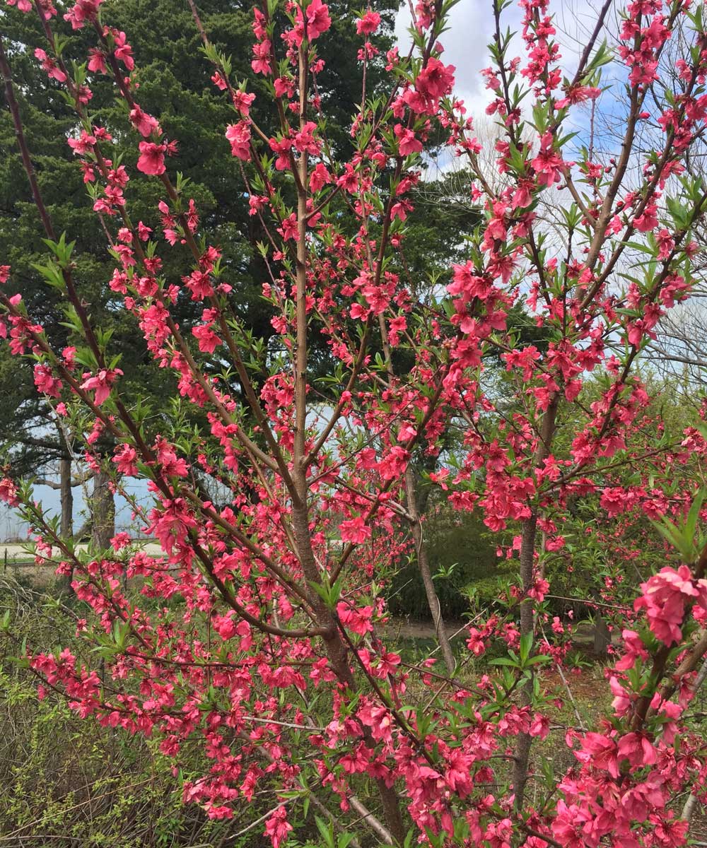cherry tree 'kanhizakura' spring blooms
