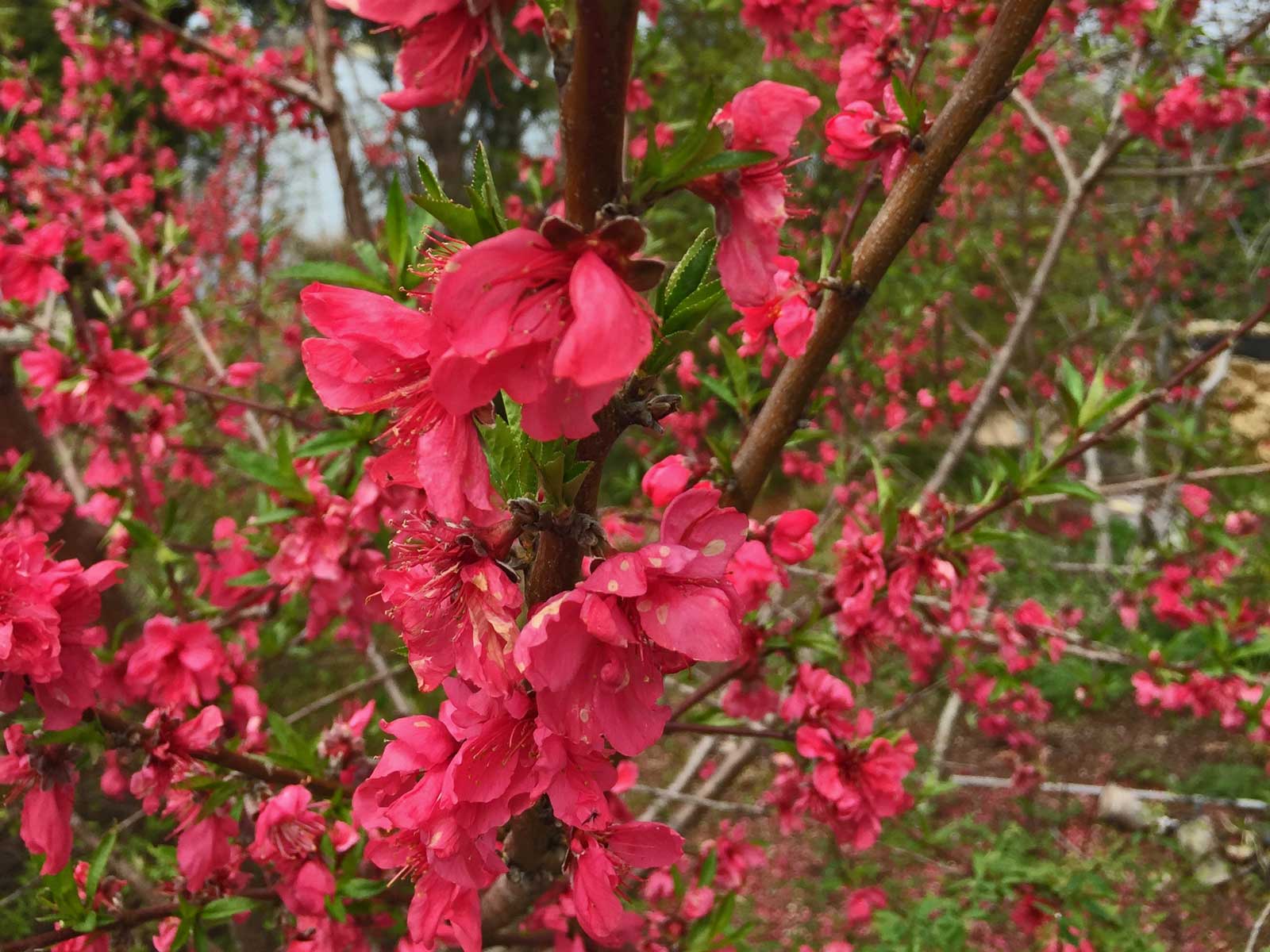 cherry tree 'kanhizakura' spring blooms