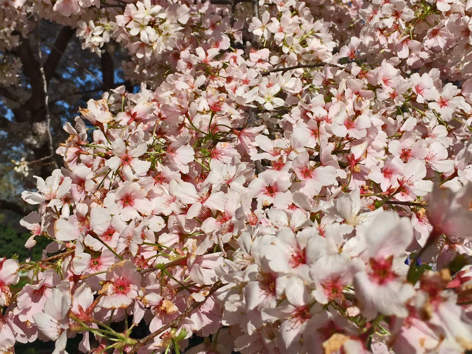 cherry tree 'yoshino'