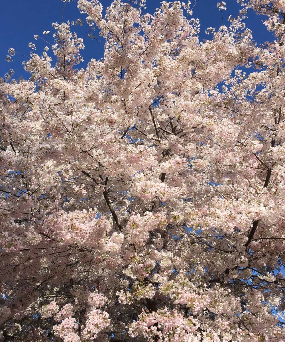 cherry tree 'yoshino'