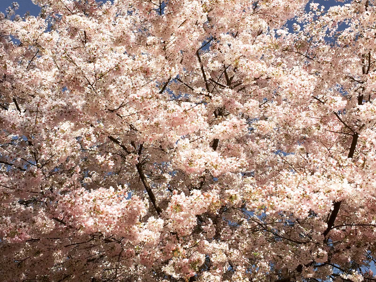 cherry tree 'yoshino'