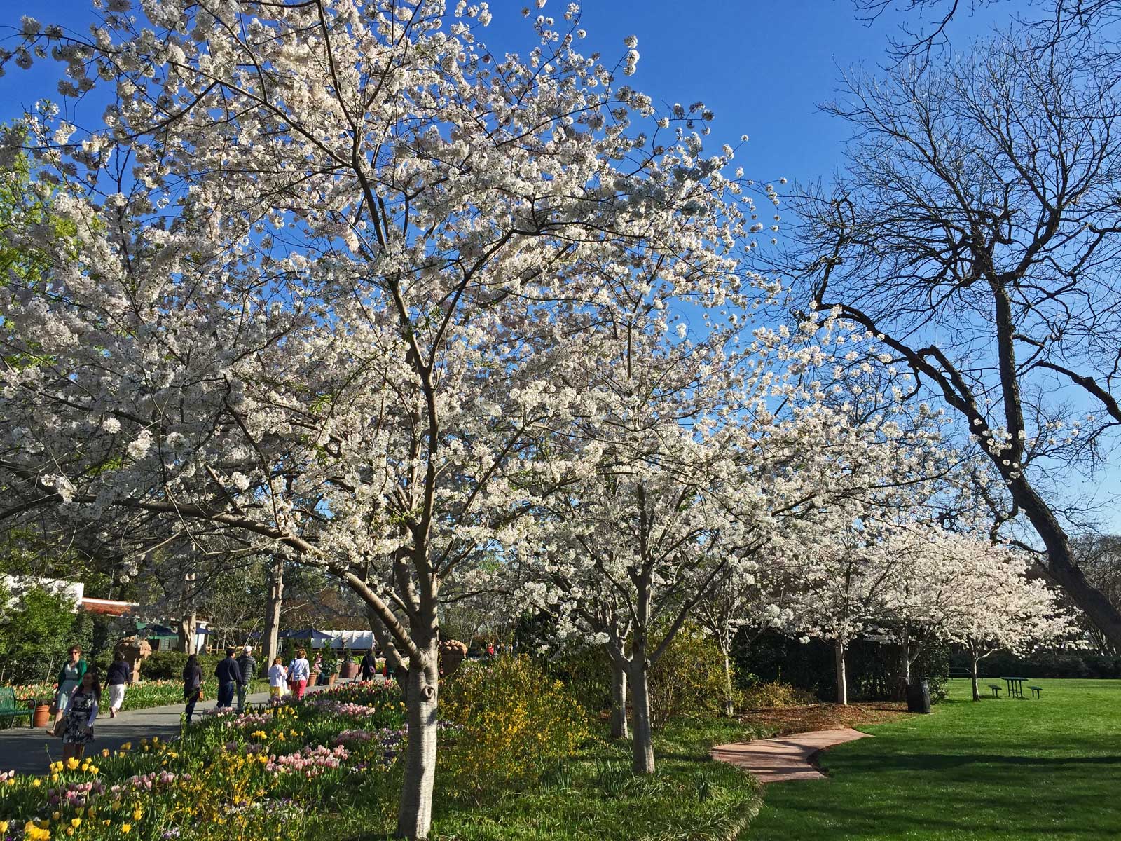 cherry tree 'yoshino'