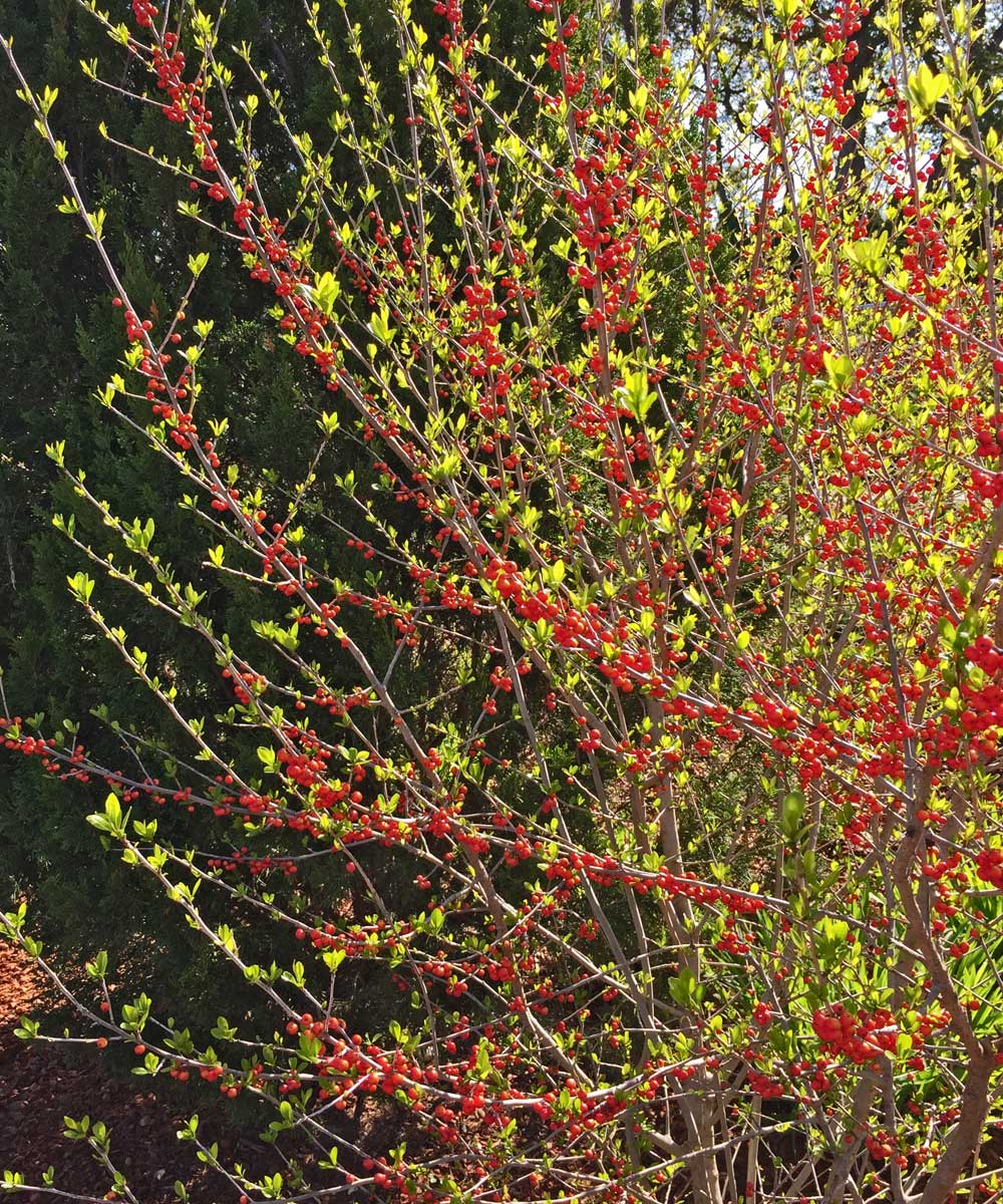 deciduous holly tree