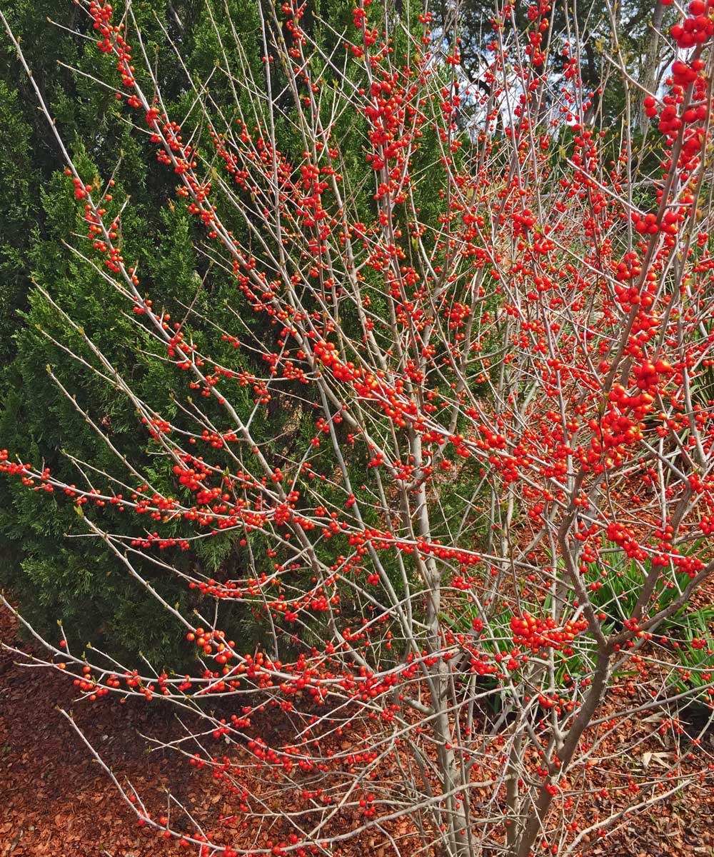 deciduous holly tree