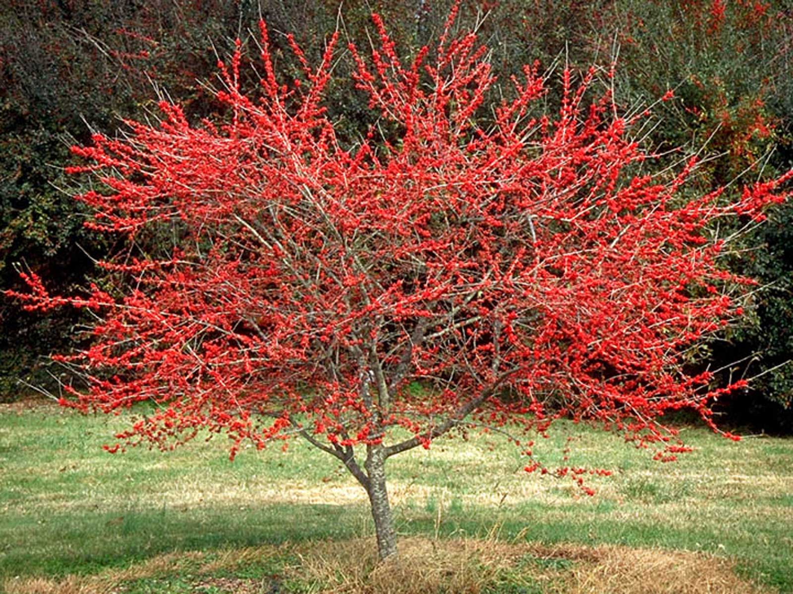 deciduous holly tree