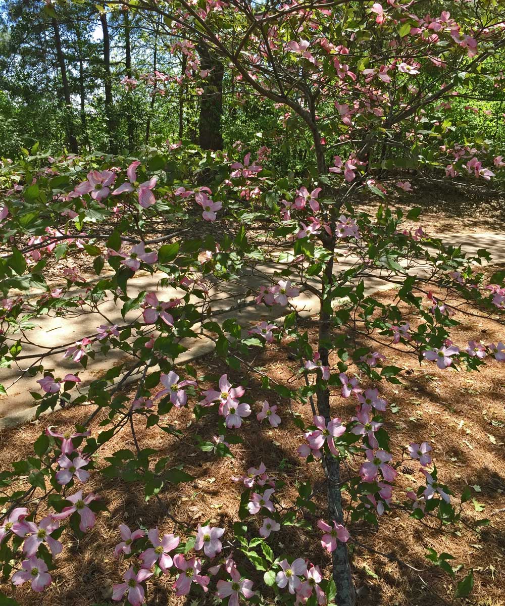 dogwood tree (cornus florida)