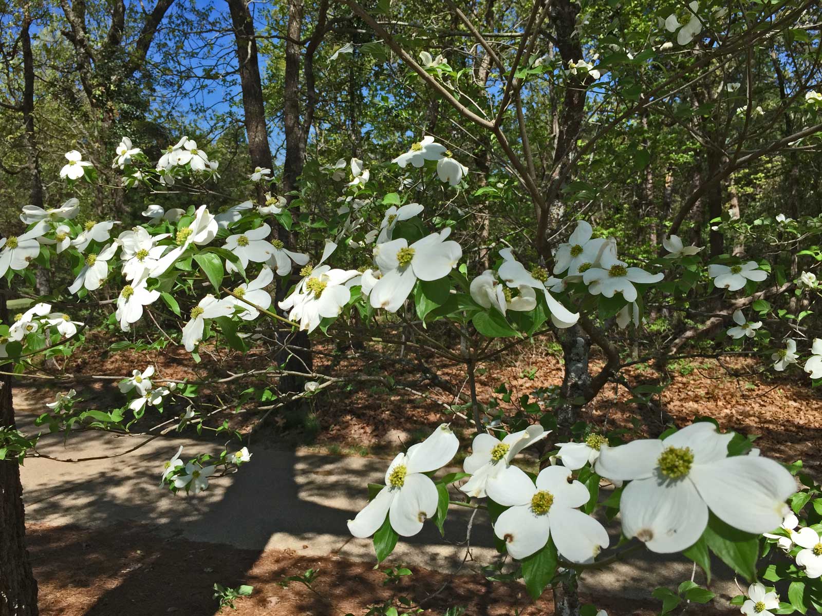 dogwood tree (cornus florida)