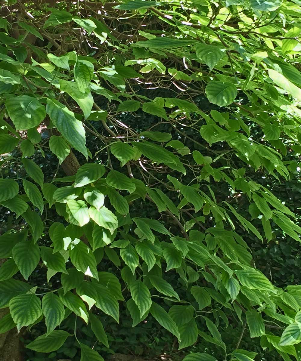 dogwood tree (cornus florida)