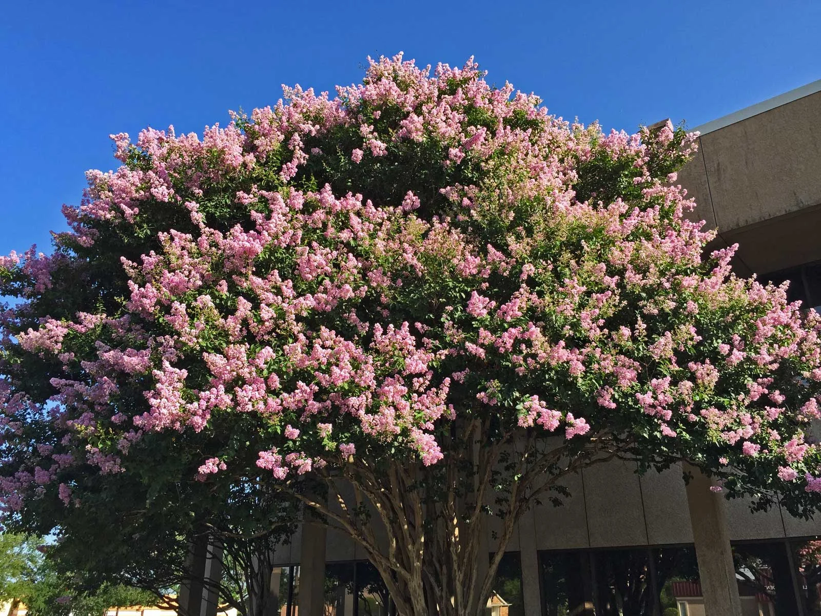 Best Crape Myrtles for Dallas