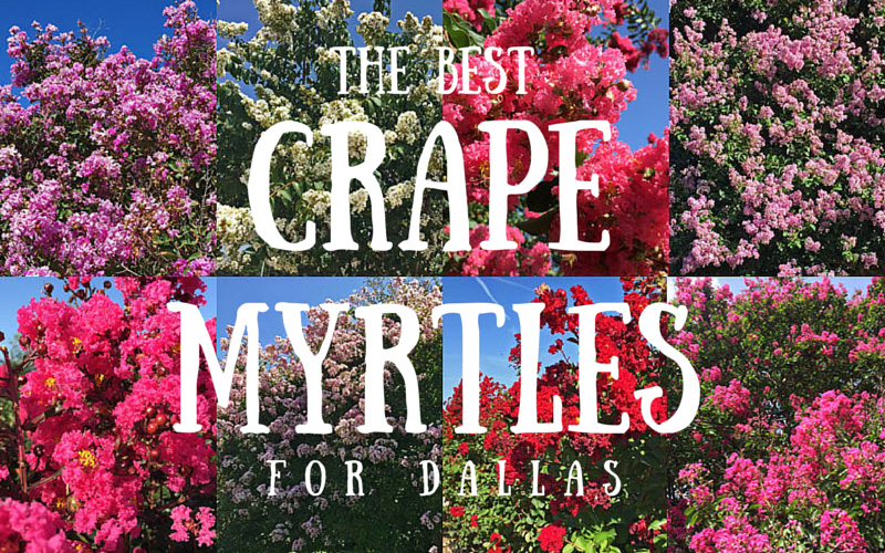 best crape myrtles for dallas