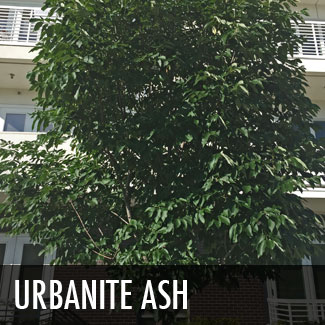 urbanite ash tree