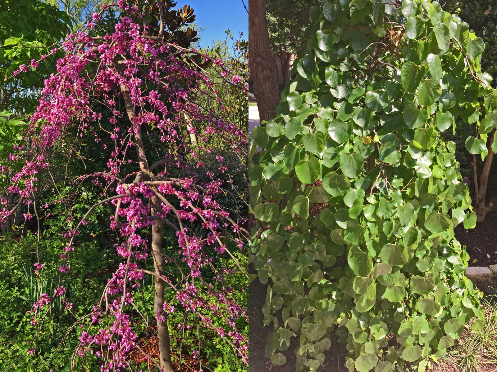 weeping redbud