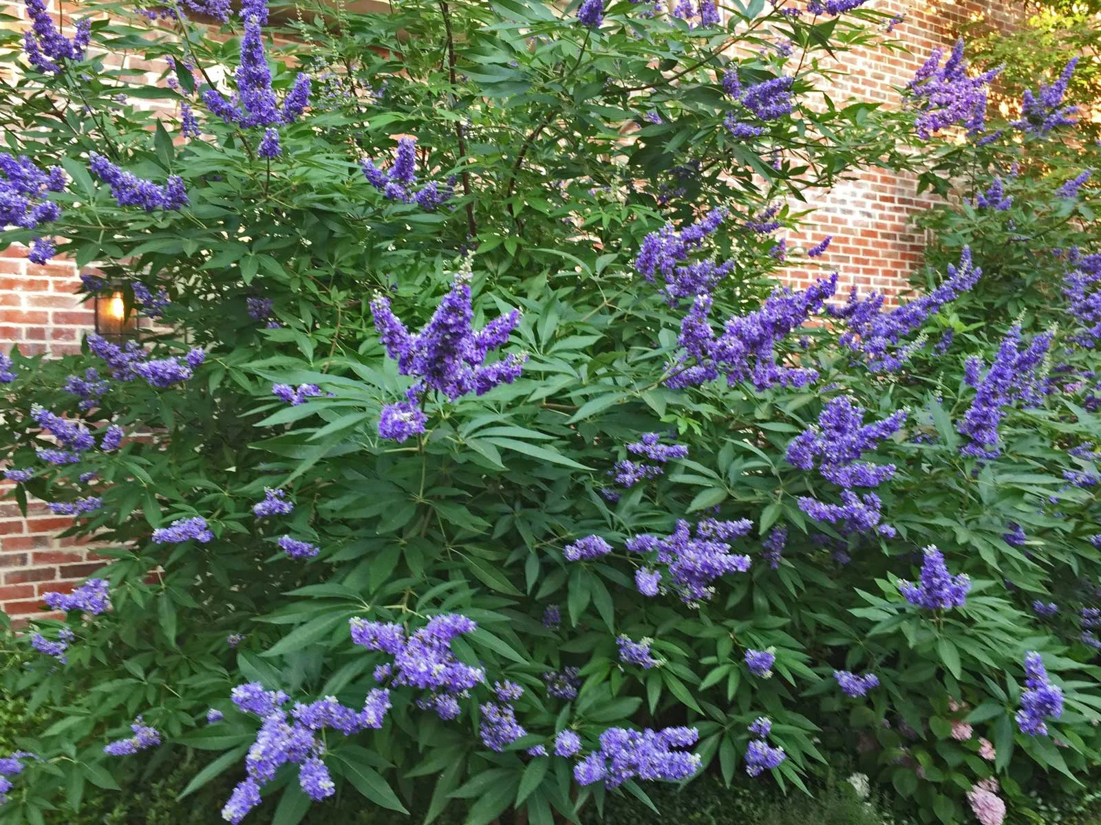 Plants for Dallas - Your Source for the Best Landscape Plant ...