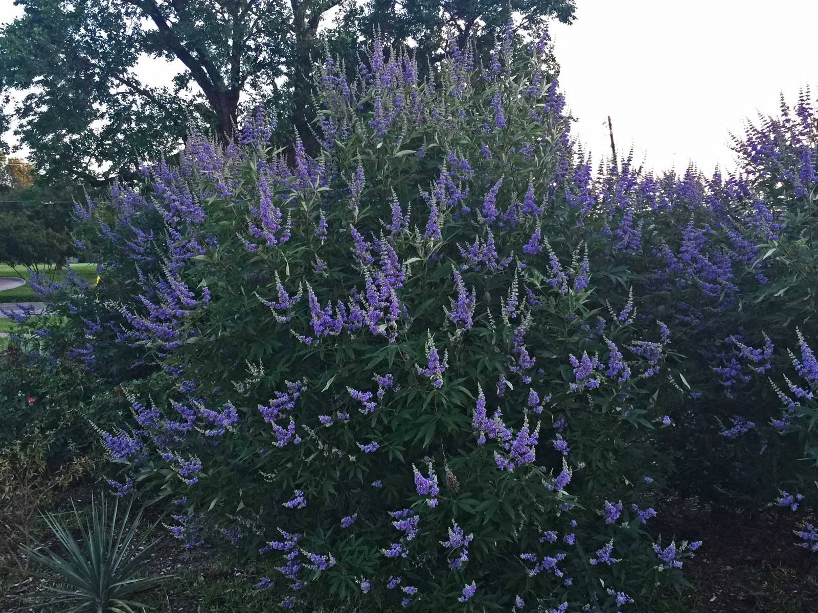 vitex tree (chaste tree)