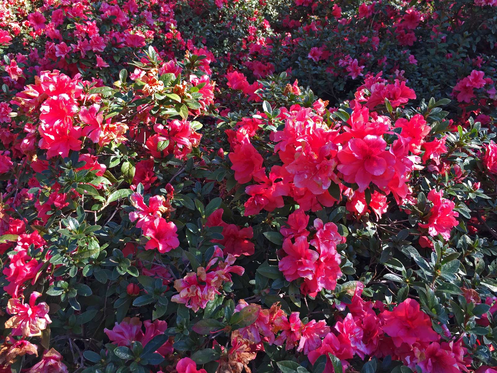 azalea 'autumn cheer'.jpg