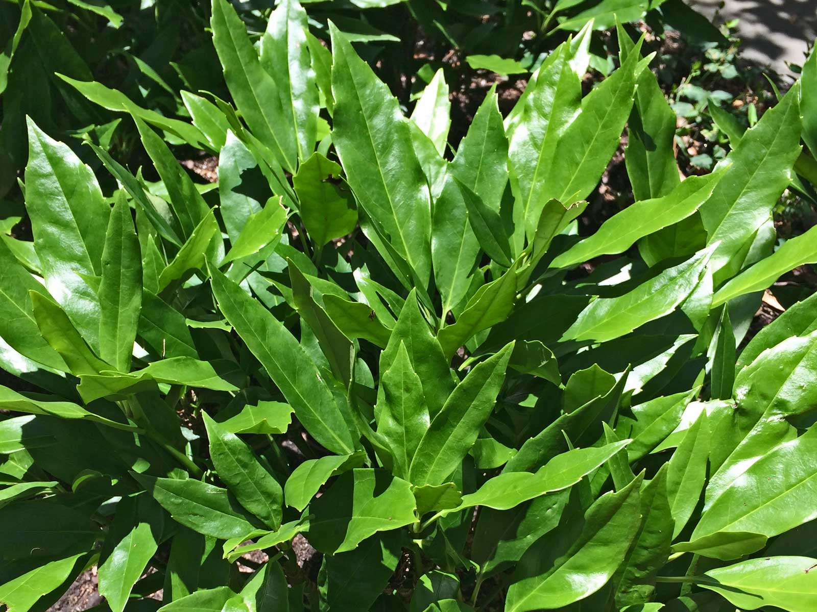 japanese aucuba (aucuba japonica)