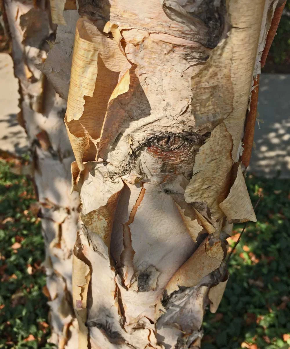 river-birch-tree-bark-texture