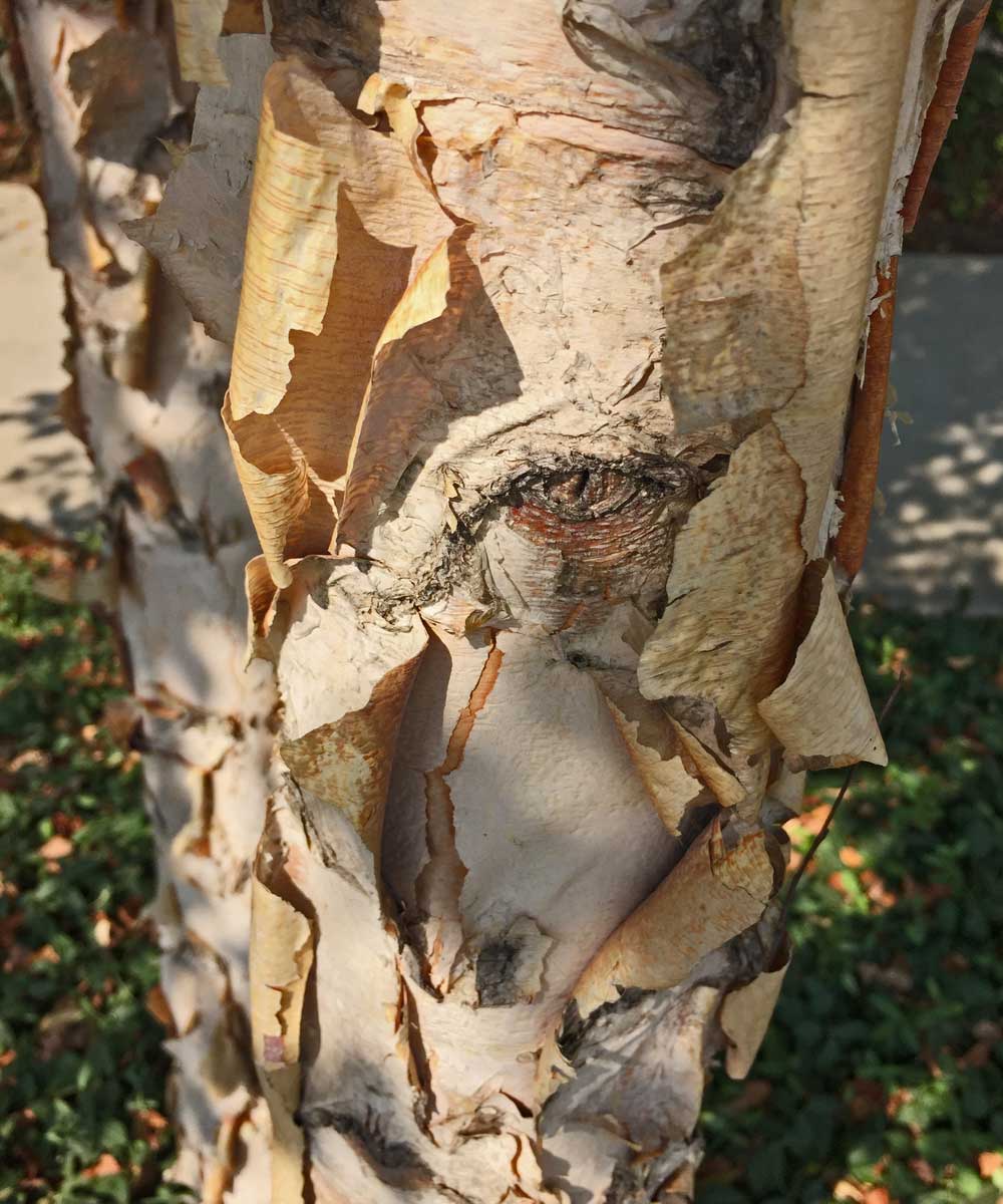 river-birch-tree-bark-texture