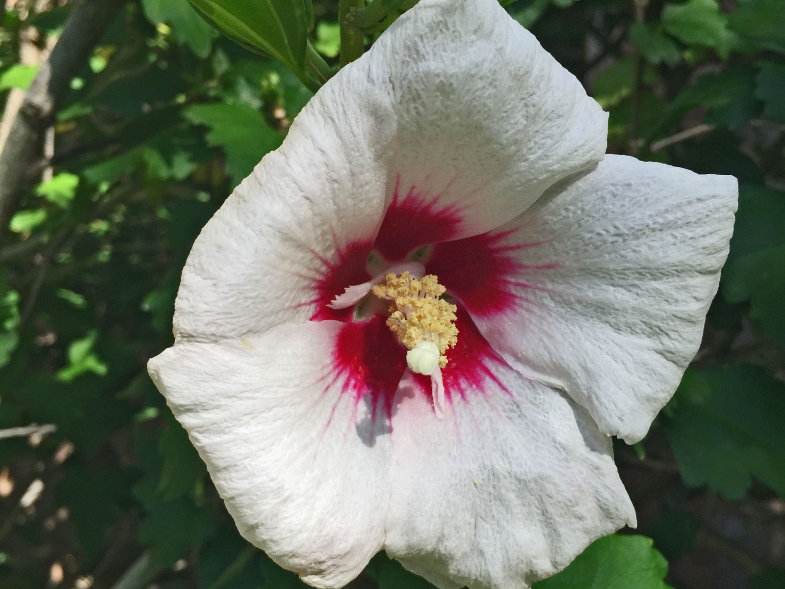 althea - rose of sharon