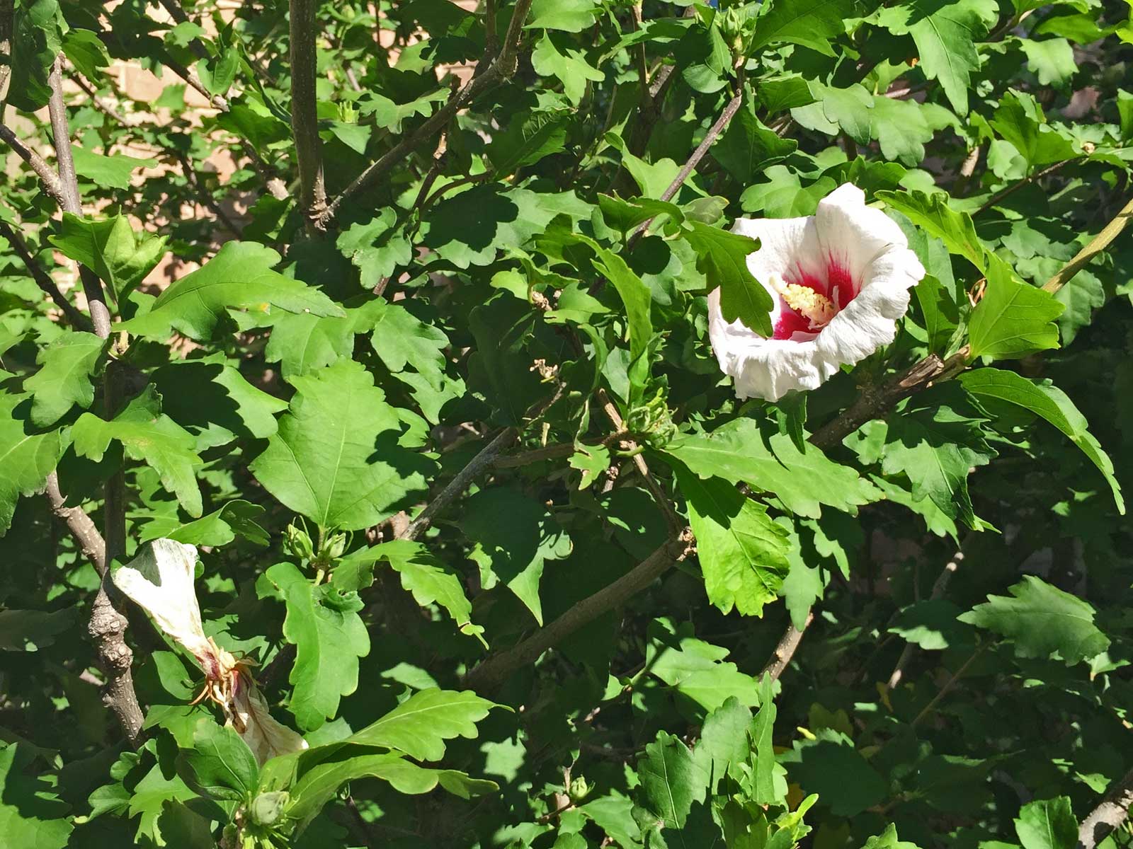 althea - rose of sharon