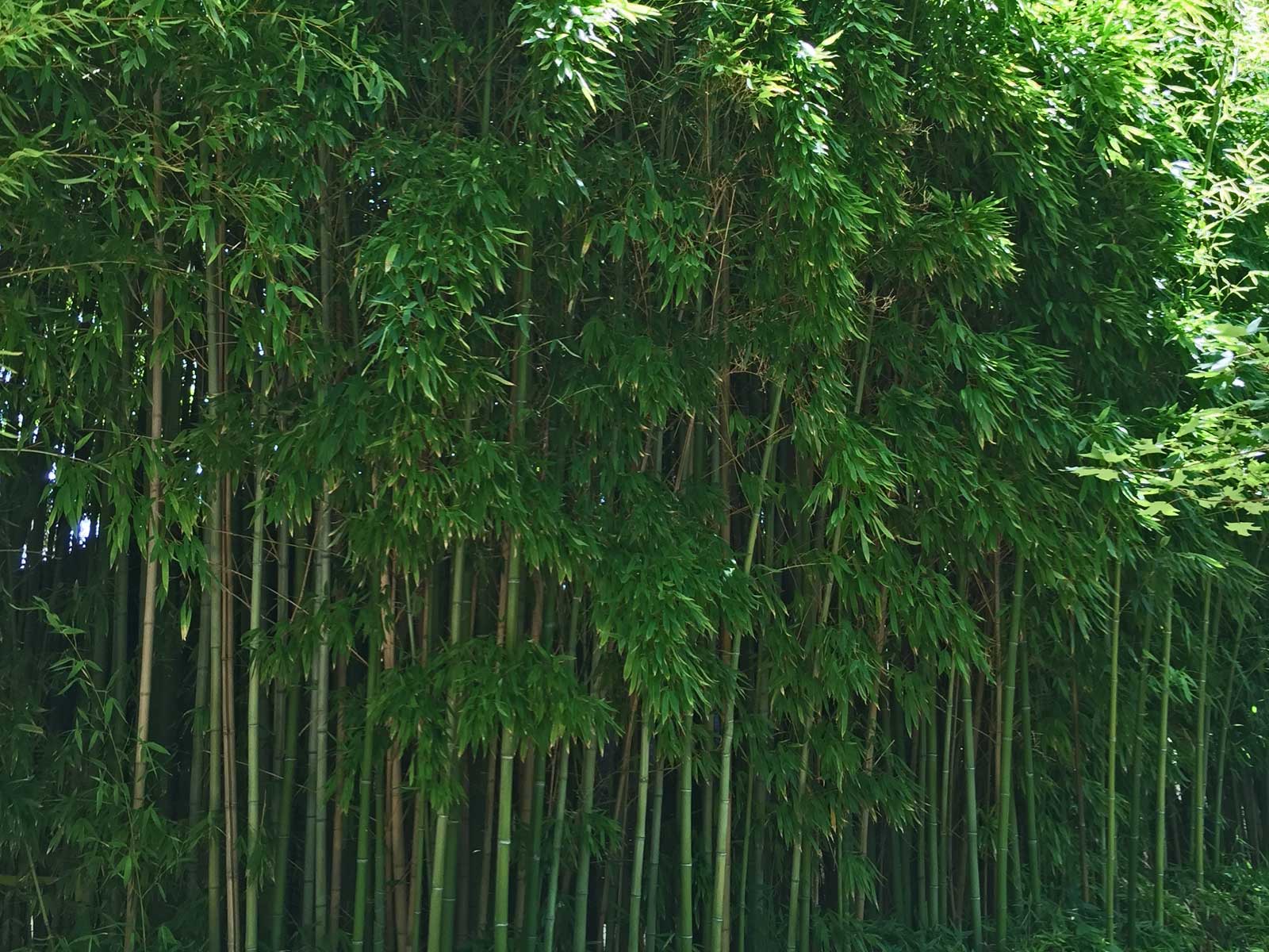 bamboo