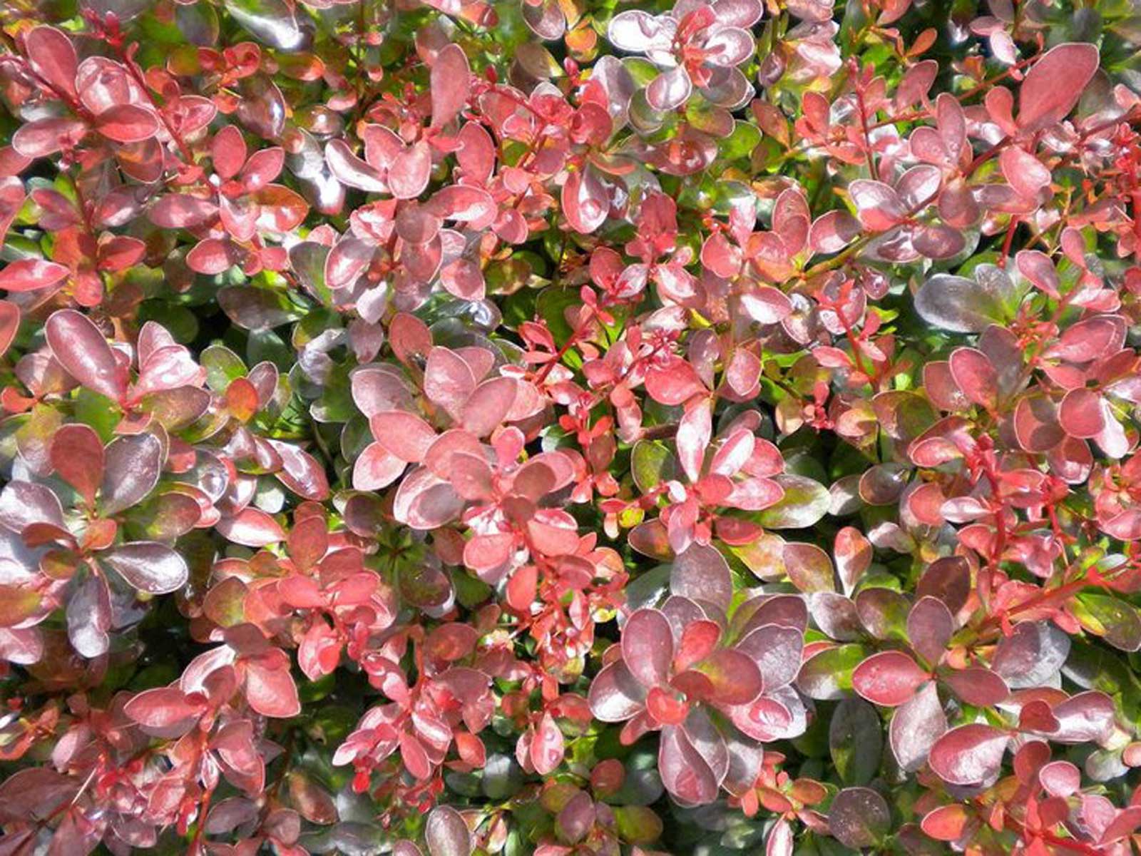 barberry