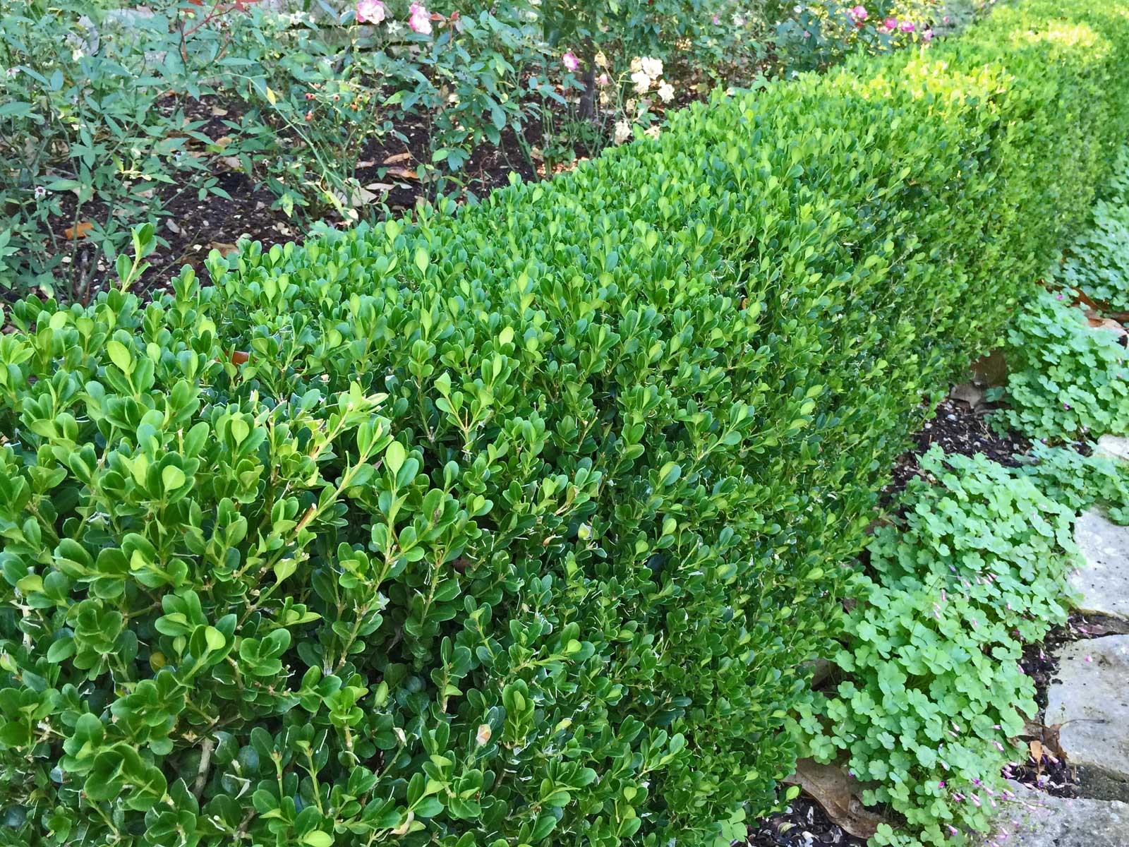 boxwood shrub (buxus microphylla)