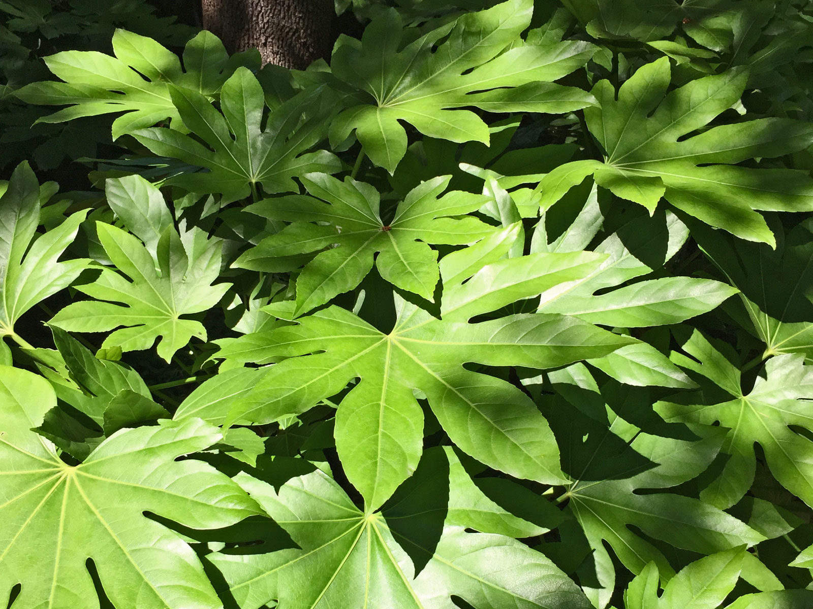 japanese aralia (fatsia japonica)