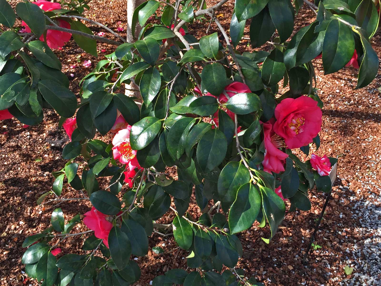 camellia shrub (camellia sasanqua)