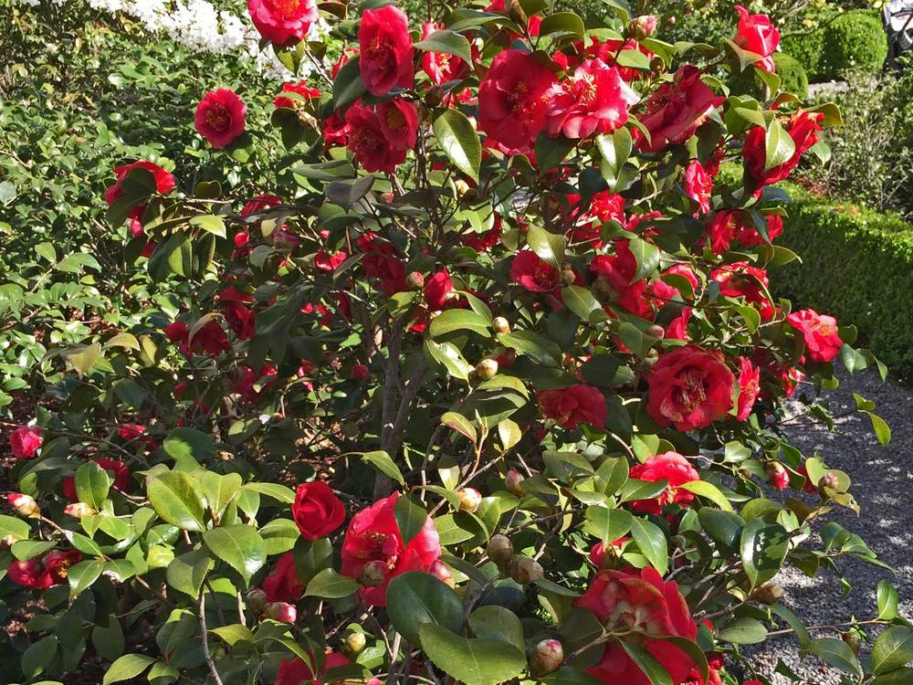 Plants for Dallas - Your Source for the Best Landscape Plant Information  for the Dallas-Ft. Worth Metroplex Camellia