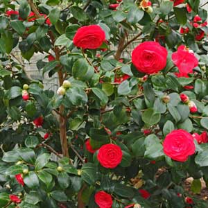 camellia shrub (camellia sasanqua)