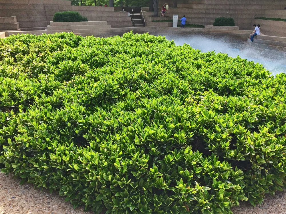 Carissa Plant Hedge