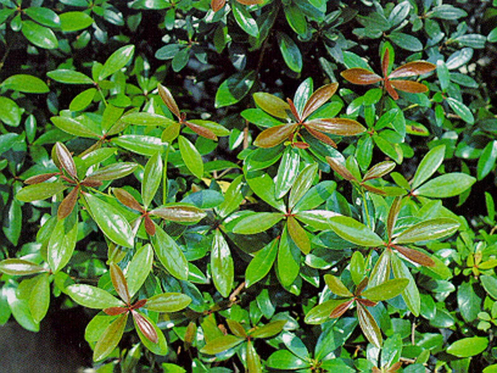 cleyera shrub (ternstroemia gymnanthera)