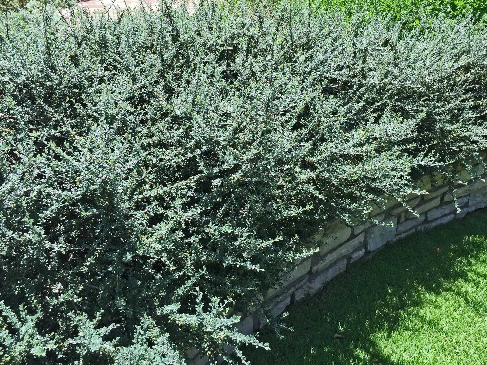 cotoneaster (cotoneaster glaucophyllus)