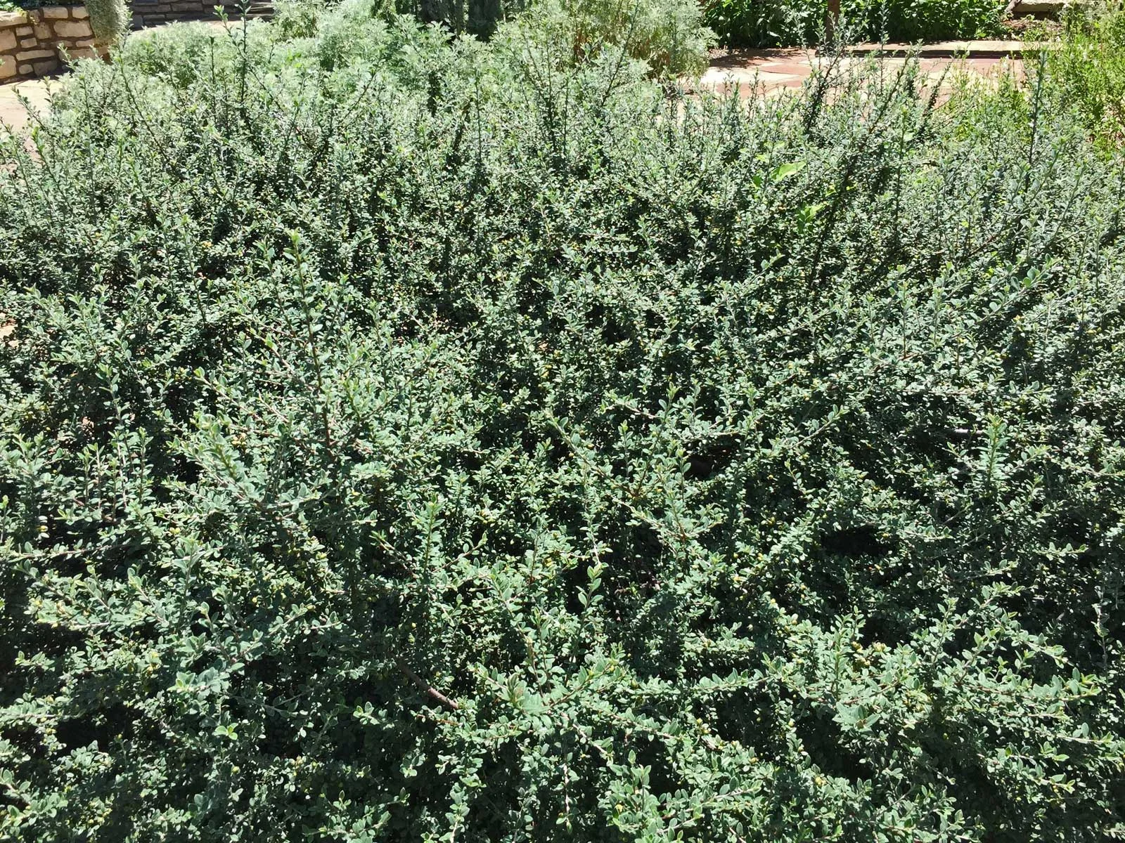 cotoneaster (cotoneaster glaucophyllus)
