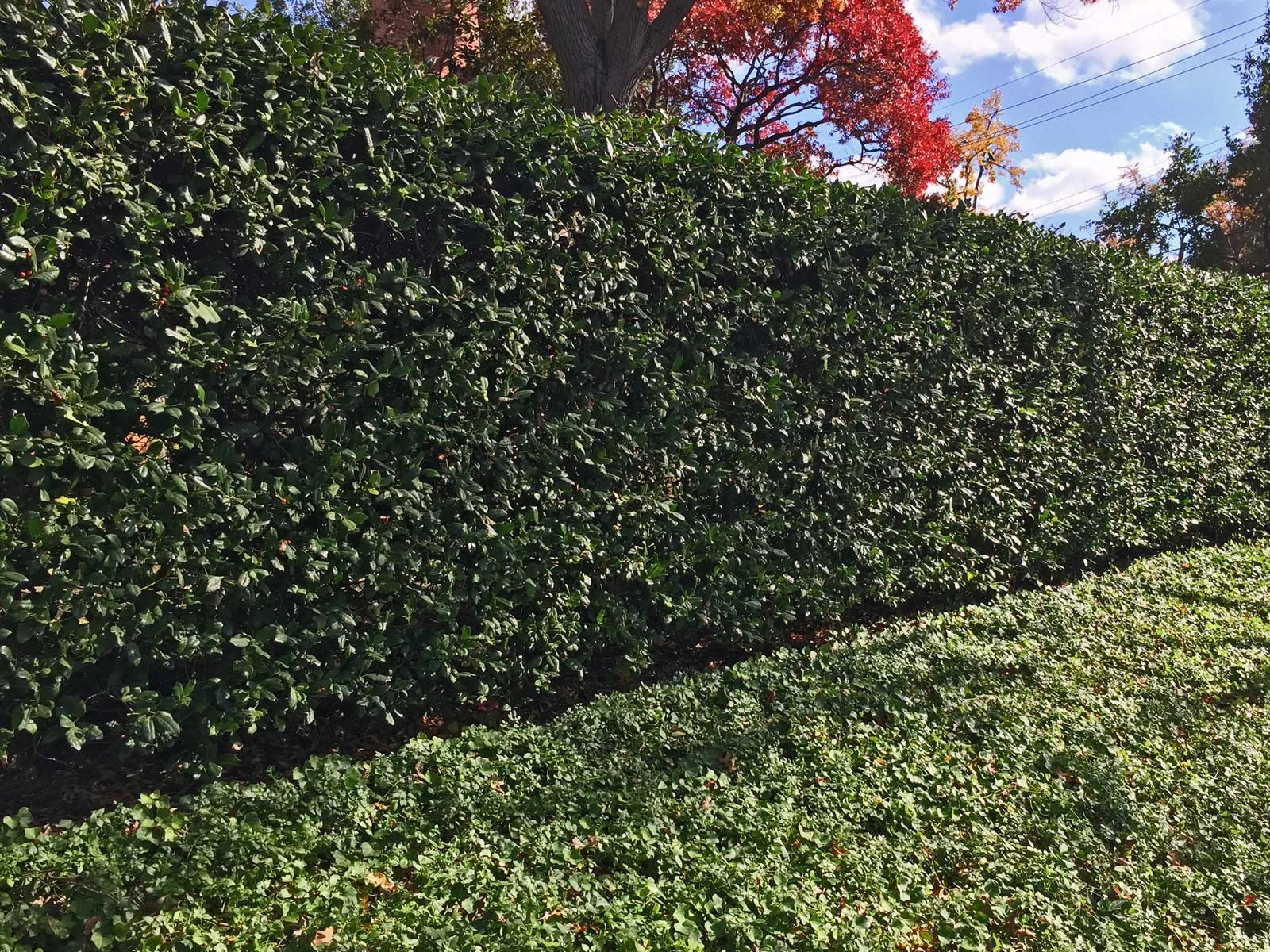 4 Best Plants for Privacy Screening