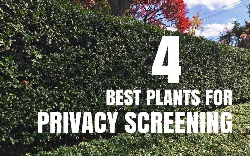 4 best plants for privacy screening