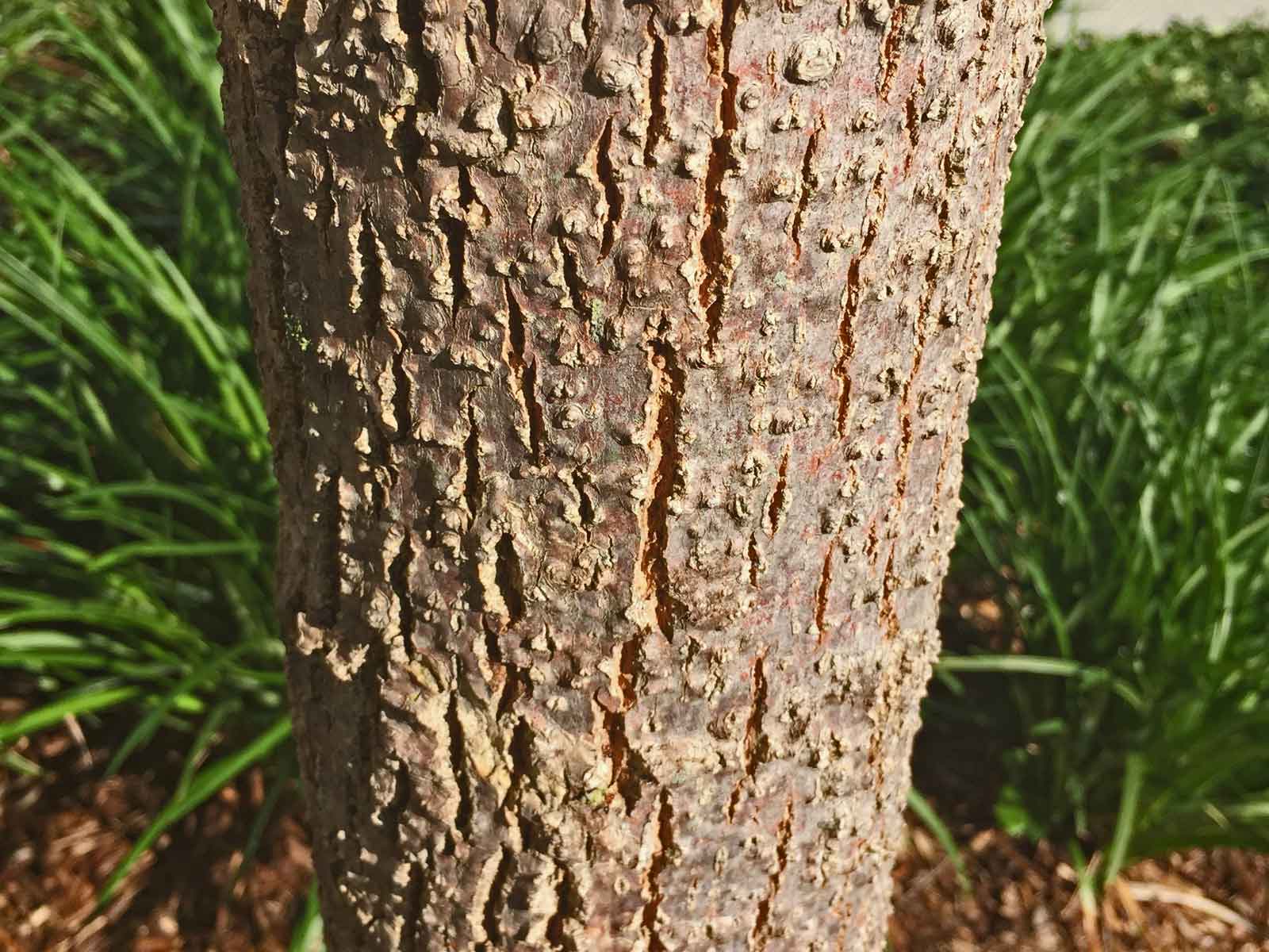 urbanite ash tree bark