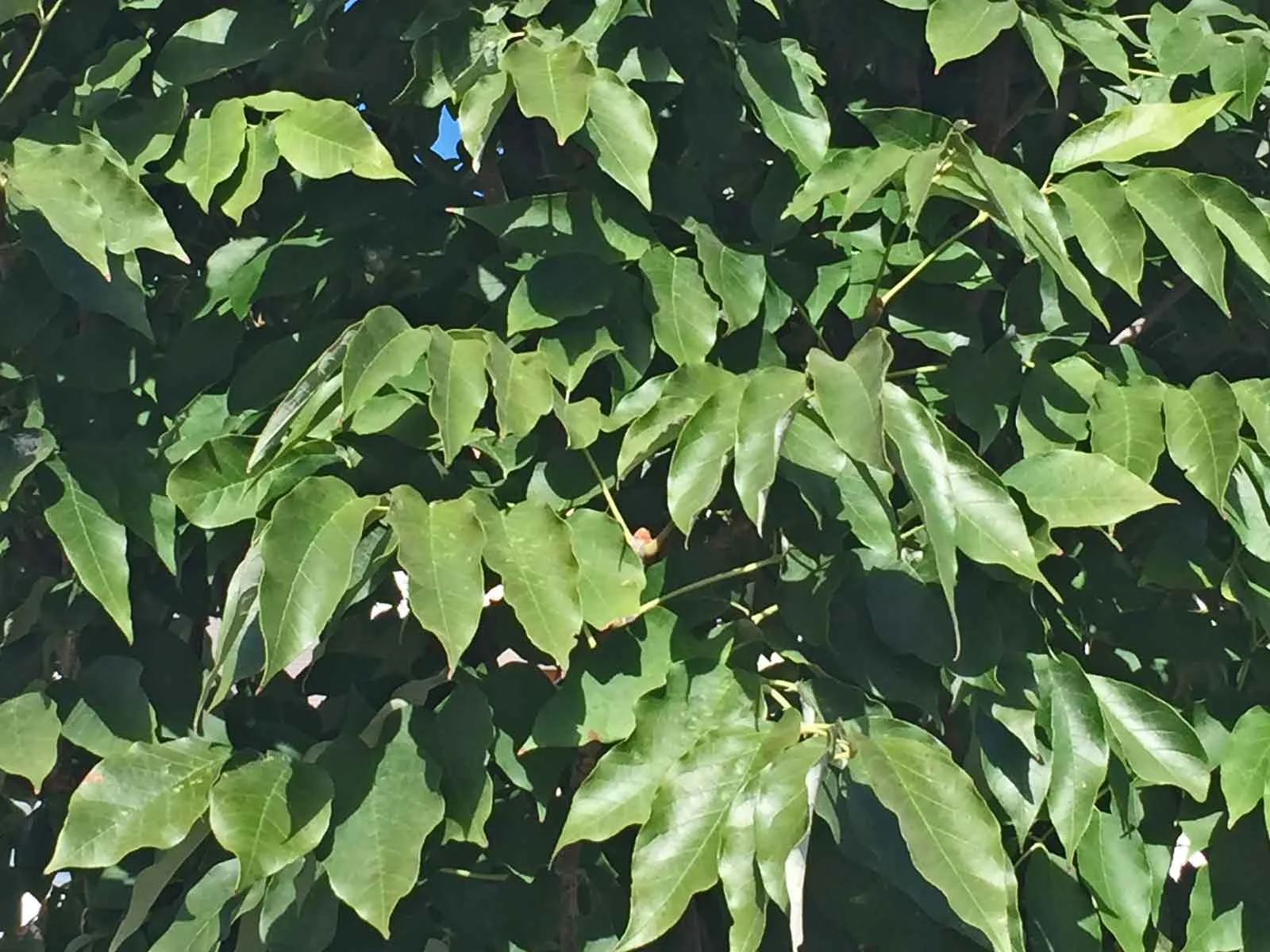 urbanite ash tree leaves