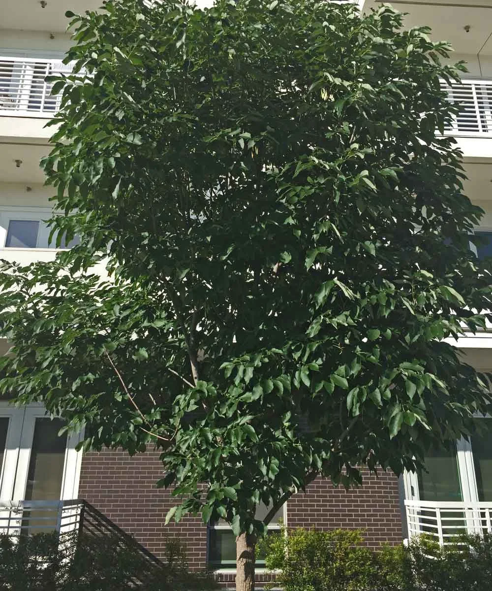 urbanite ash tree