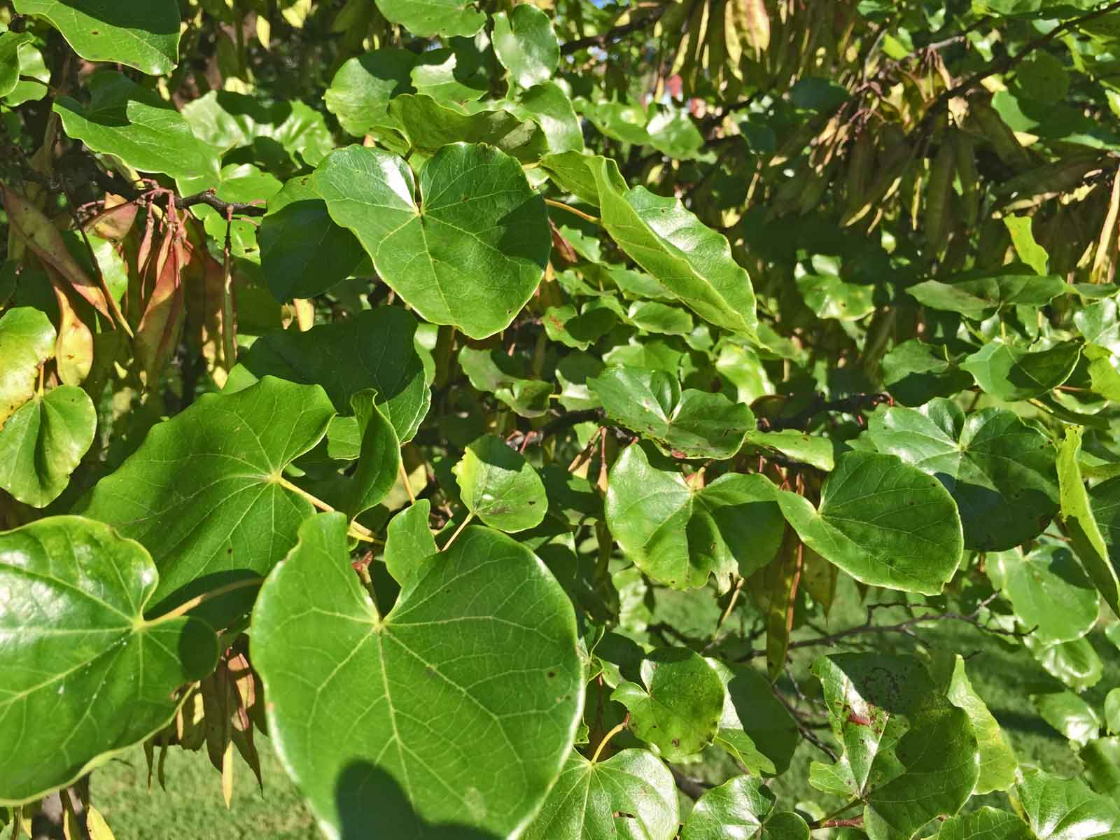 tree with heart shaped leaves texas