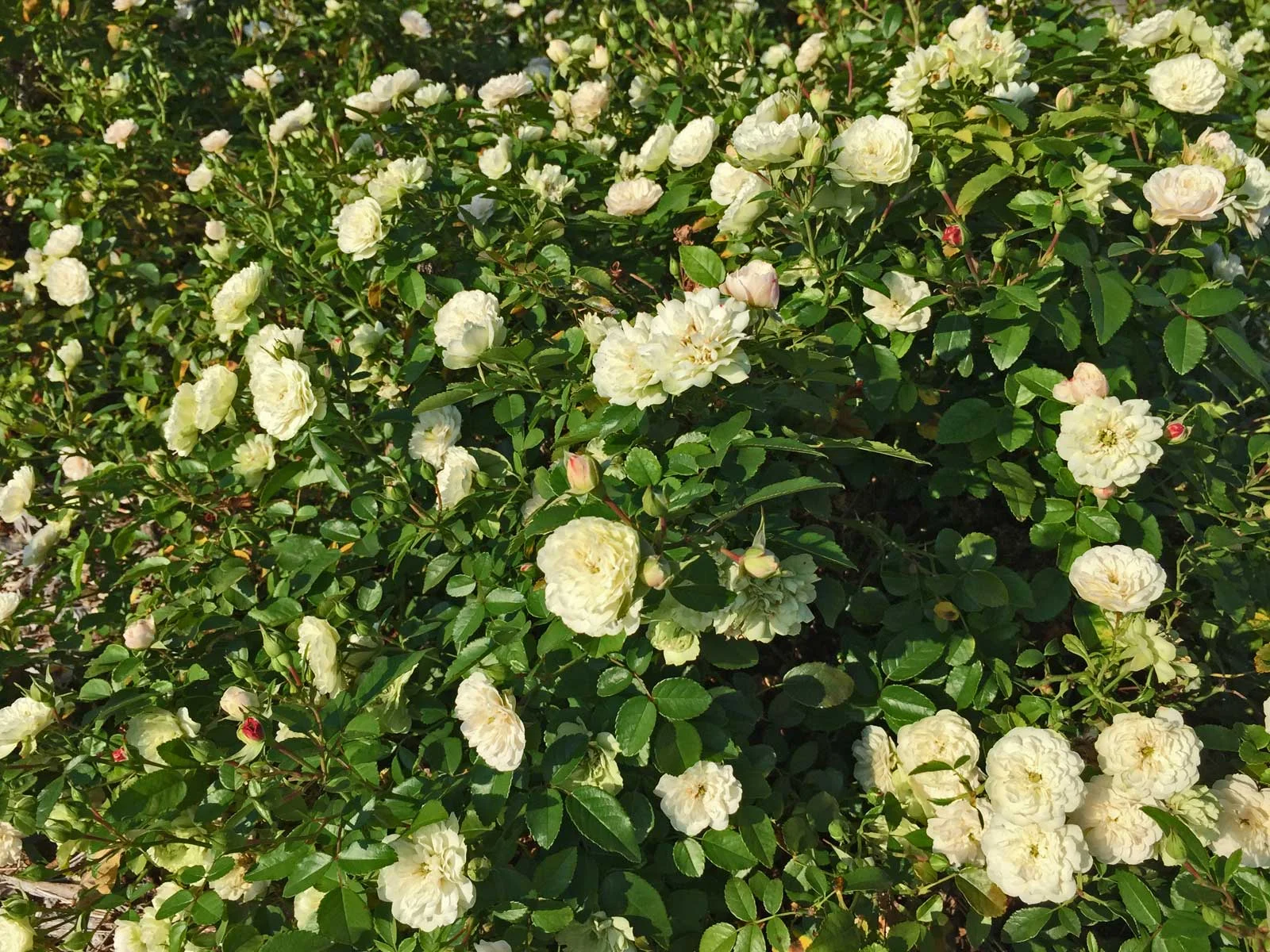 drift rose (rosa hybrida 'drift')