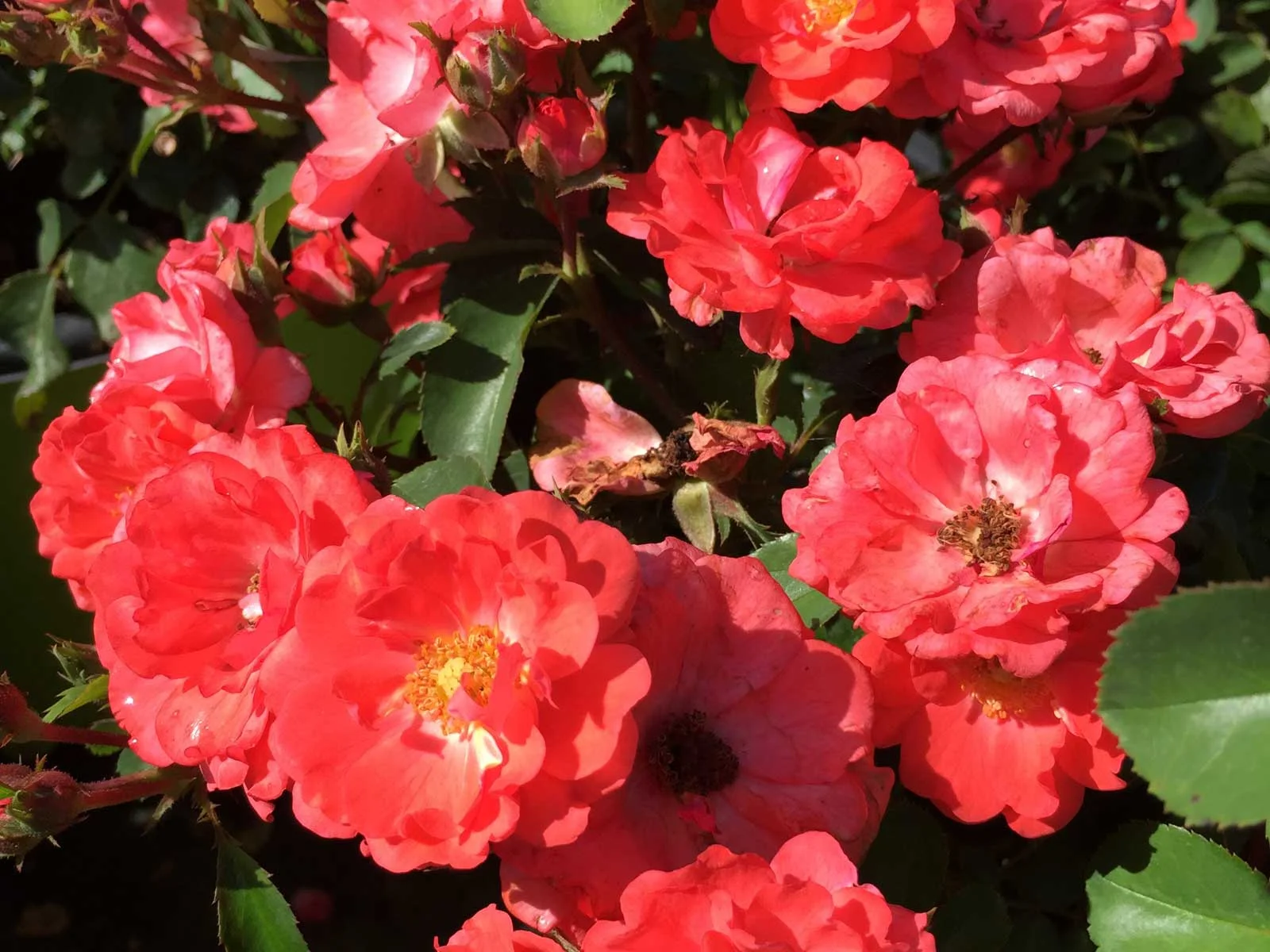 drift rose (rosa hybrida 'drift')