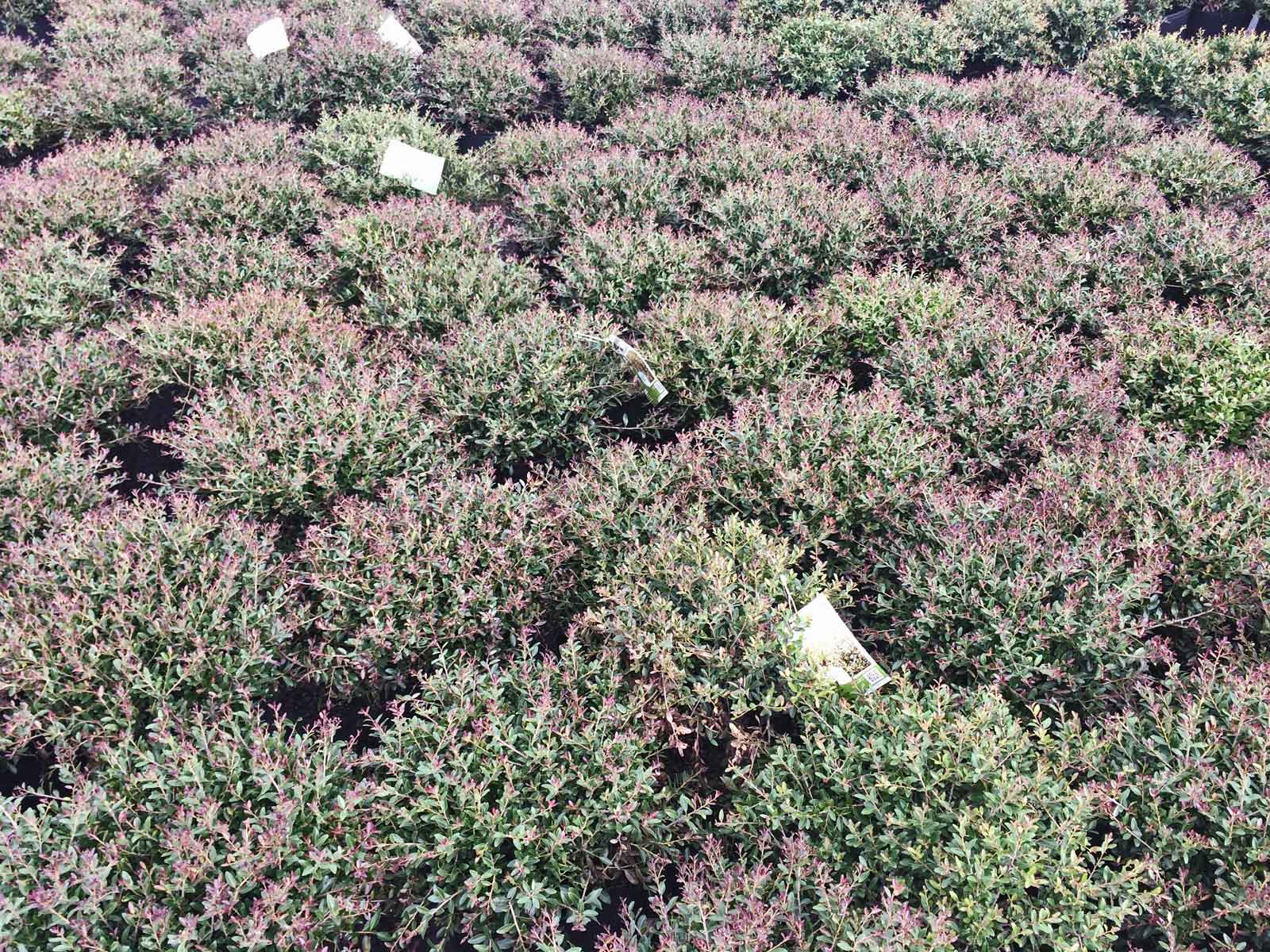 dwarf yaupon holly (ilex vomitoria 'bordeaux')