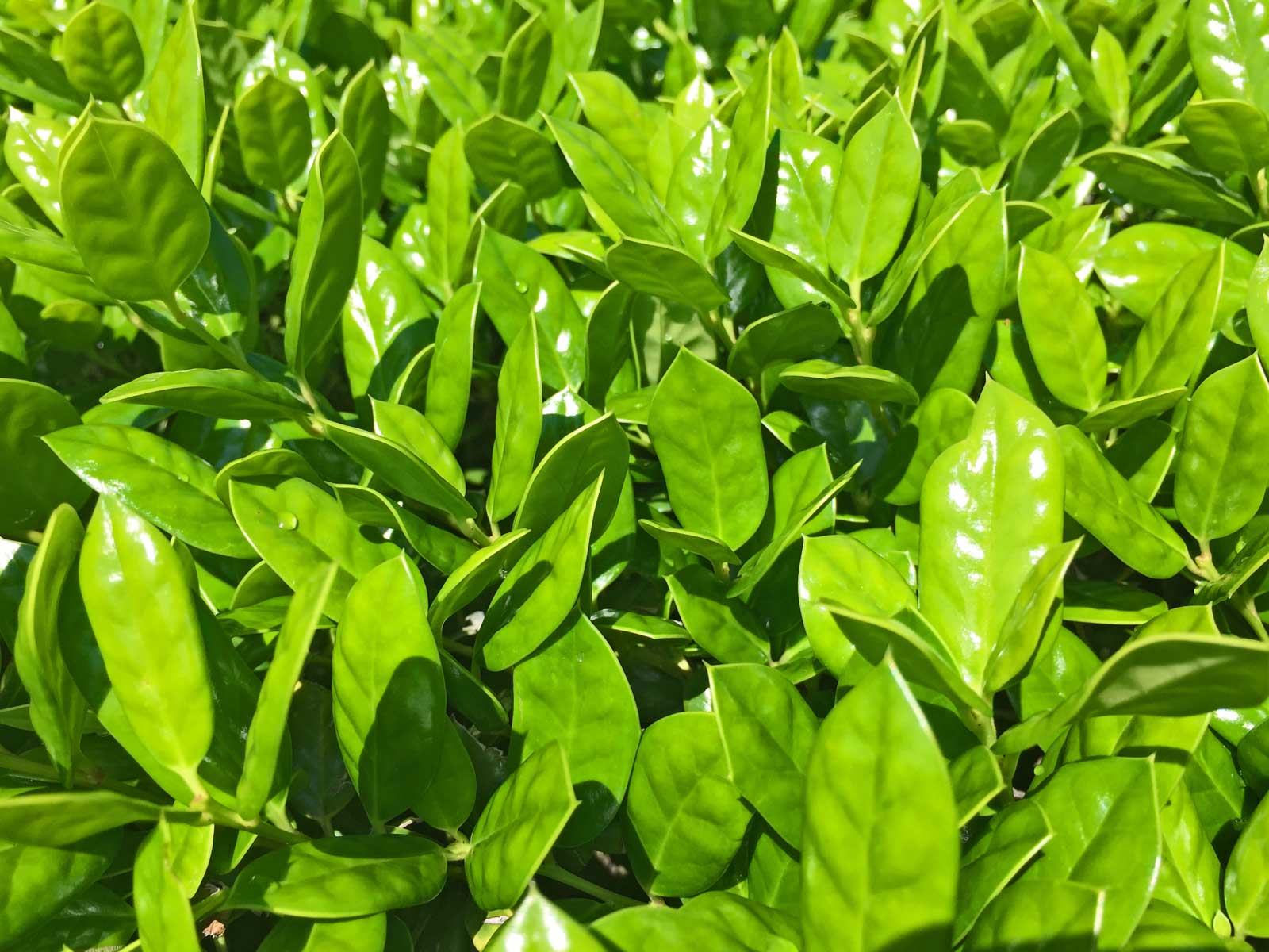 dwarf burford holly leaves (ilex cornuta 'burfordii nana')