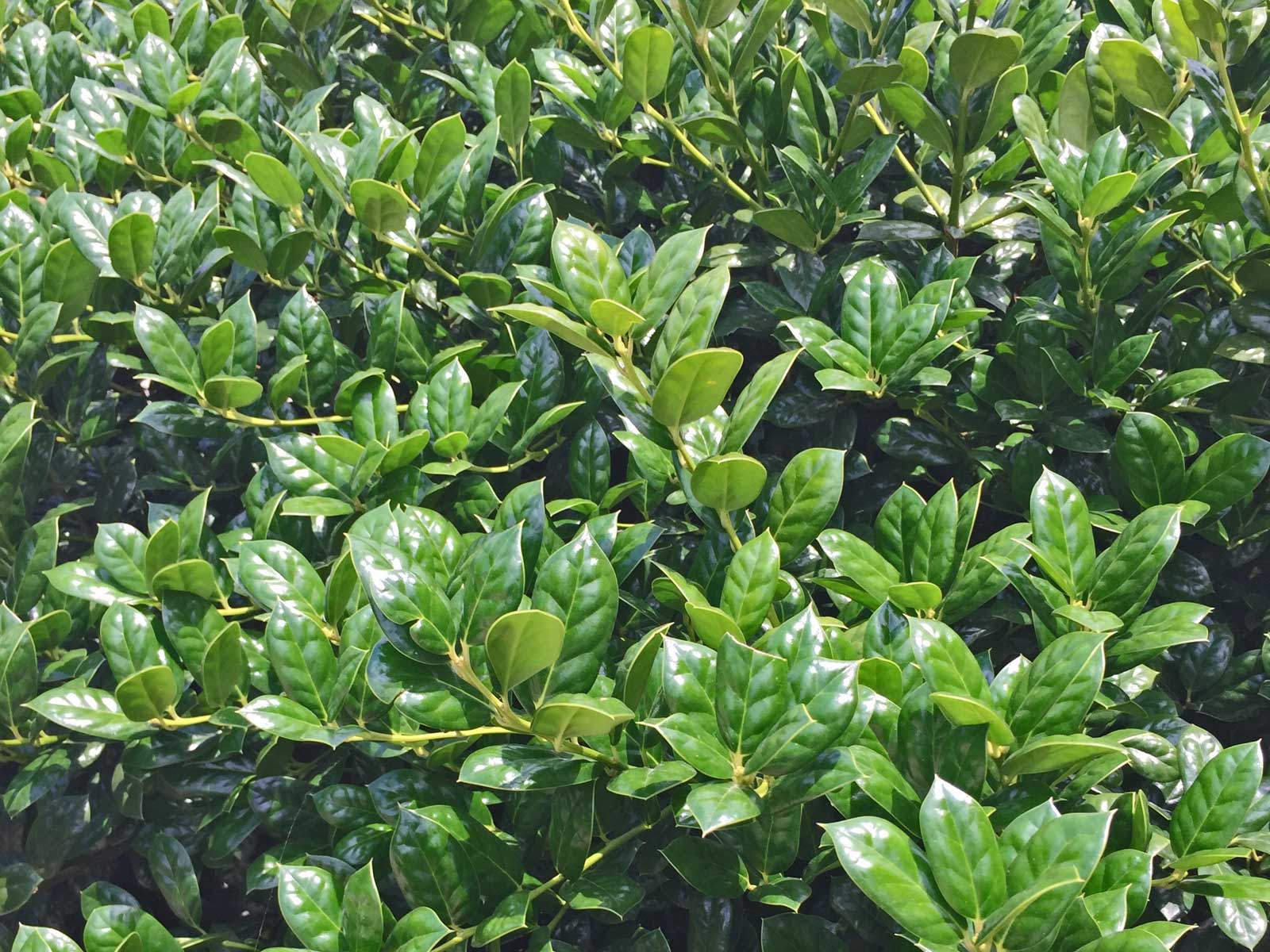 dwarf burford holly shrub (ilex cornuta 'burfordii nana')