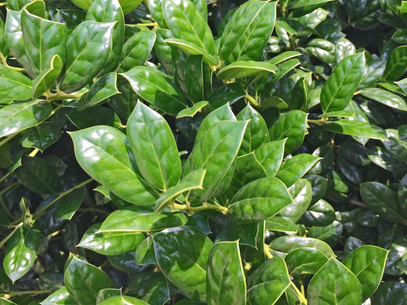 dwarf burford holly shrub (ilex cornuta 'burfordii nana')